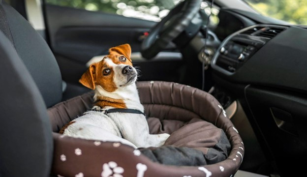 Preprava psa v aute: Základné pravidlá cestovania so psom